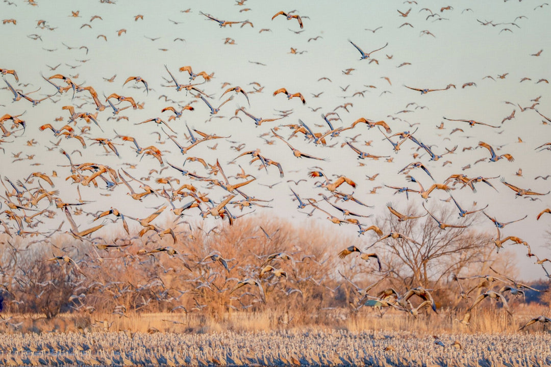 Sandhill Cranes at Sunrise
