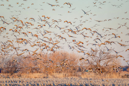 Sandhill Cranes at Sunrise