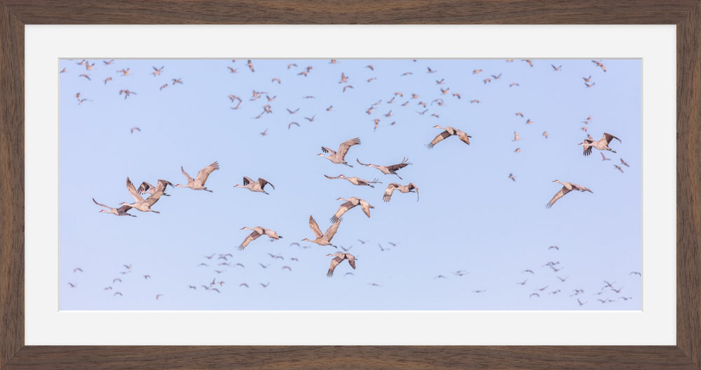 Sandhill Cranes in Flight