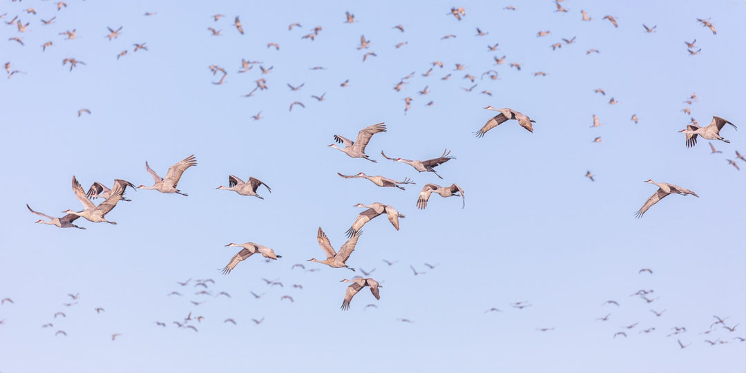 Sandhill Cranes in Flight