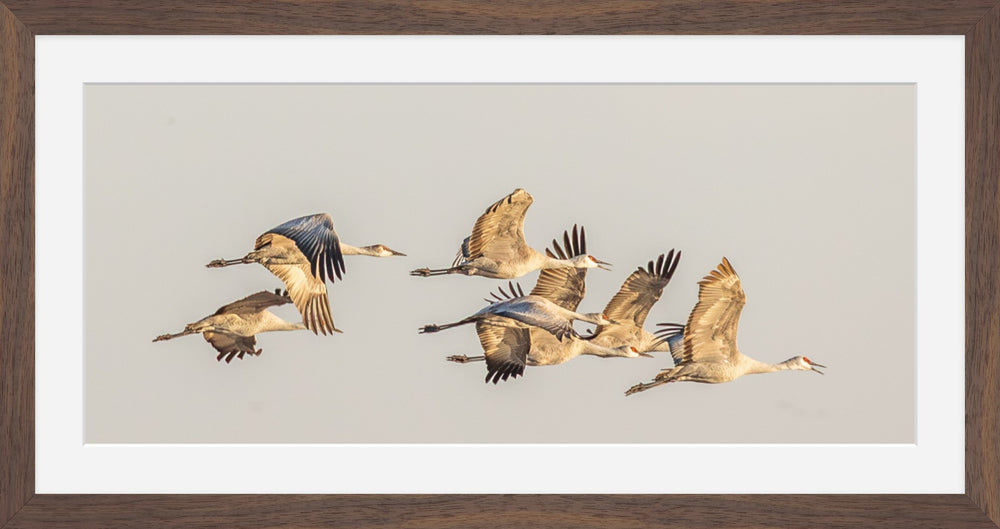 Sandhill Cranes in Flight