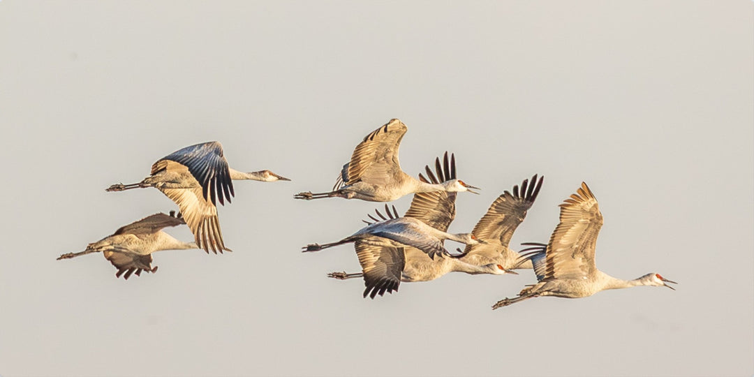 Sandhill Cranes in Flight