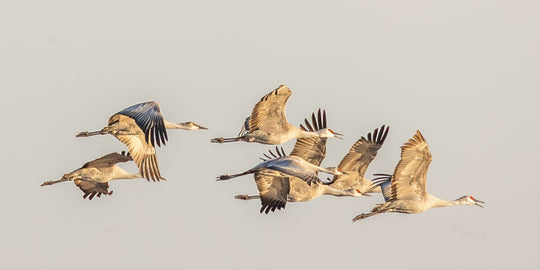 Sandhill Cranes in Flight