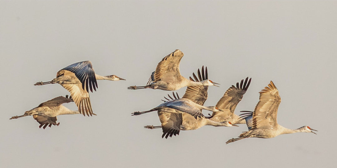 Sandhill Cranes in Flight