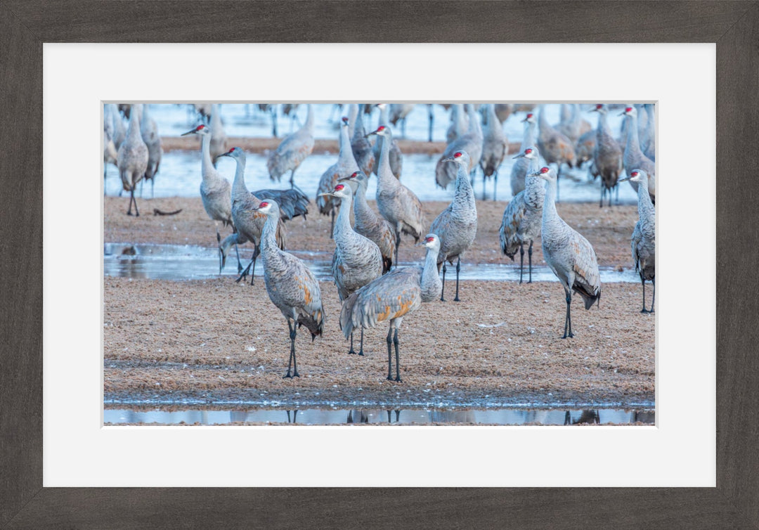 Sandhill Cranes on Sandbar
