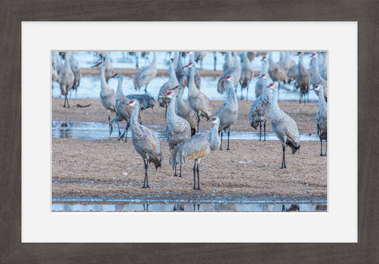Sandhill Cranes on Sandbar