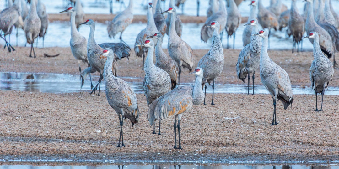 Sandhill Cranes on Sandbar