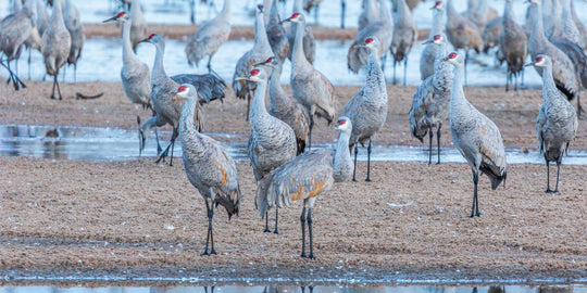 Sandhill Cranes on Sandbar