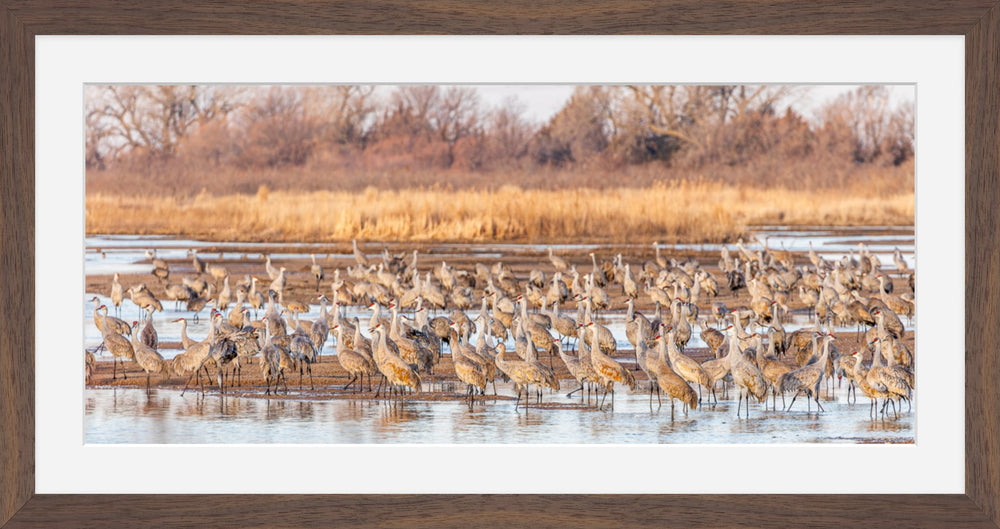 Sandhill Cranes on the Platte River, Nebraska