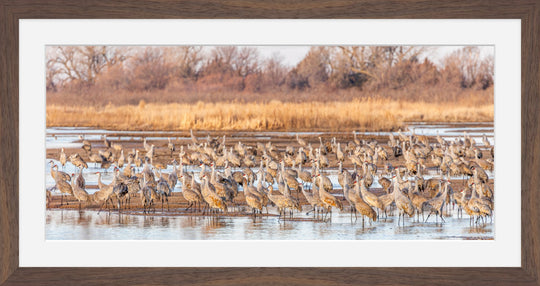 Sandhill Cranes on the Platte River, Nebraska