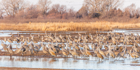 Sandhill Cranes on the Platte River, Nebraska