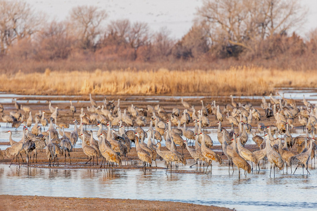 Sandhill Cranes on the Platte River, Nebraska