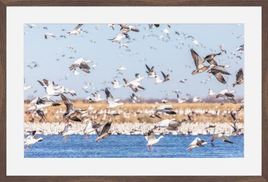 Snow Geese
