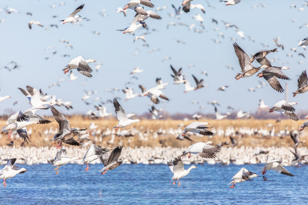 Snow Geese