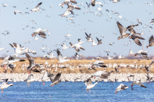 Snow Geese