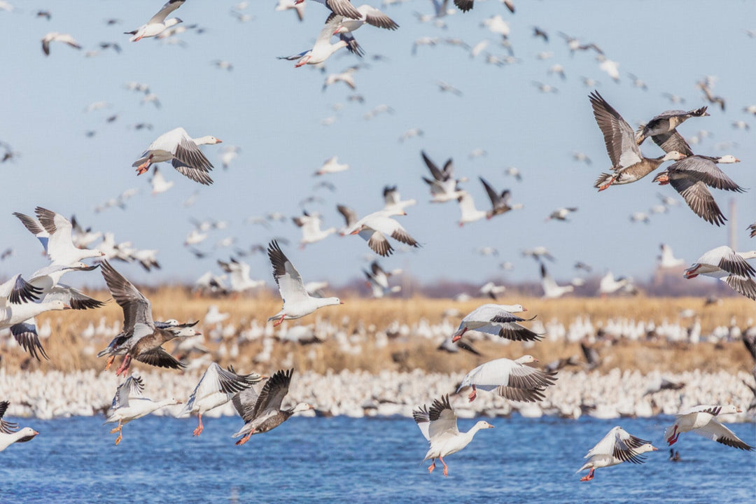 Snow Geese