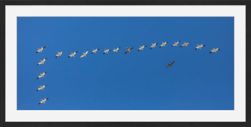 Snow Geese in Formation
