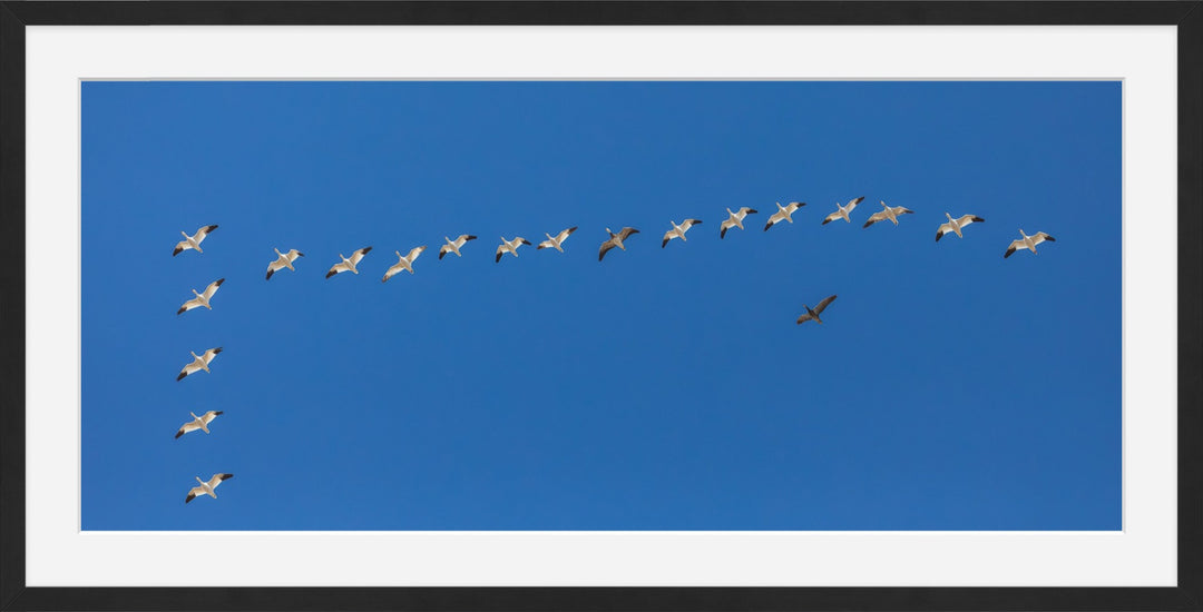 Snow Geese in Formation