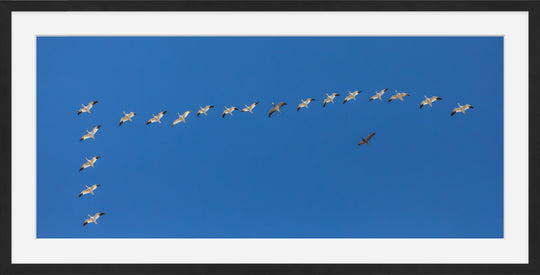 Snow Geese in Formation
