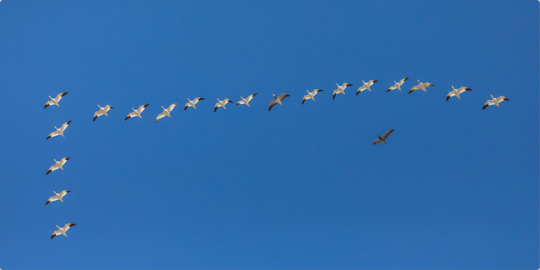 Snow Geese in Formation