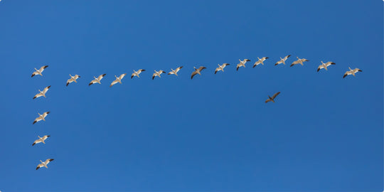 Snow Geese in Formation