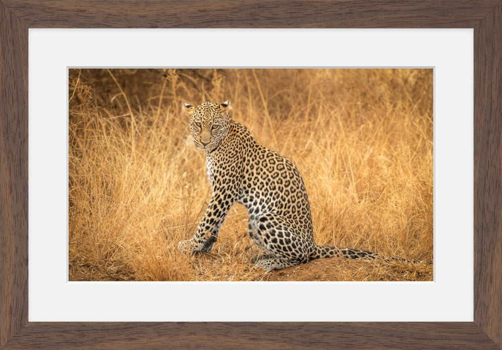 Leopard in the Mara