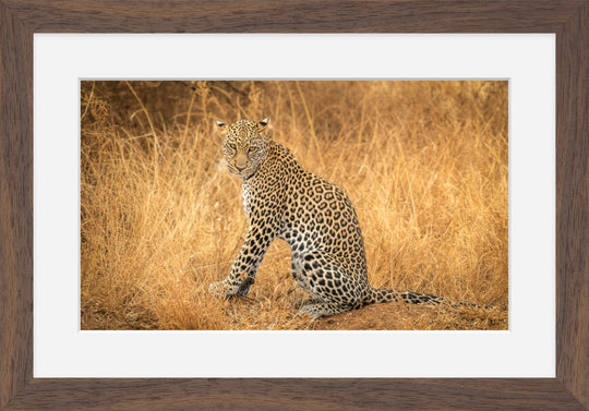 Leopard in the Mara