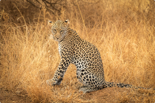 Leopard in the Mara