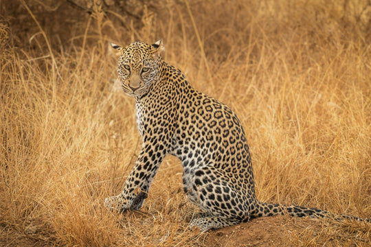 Leopard in the Mara