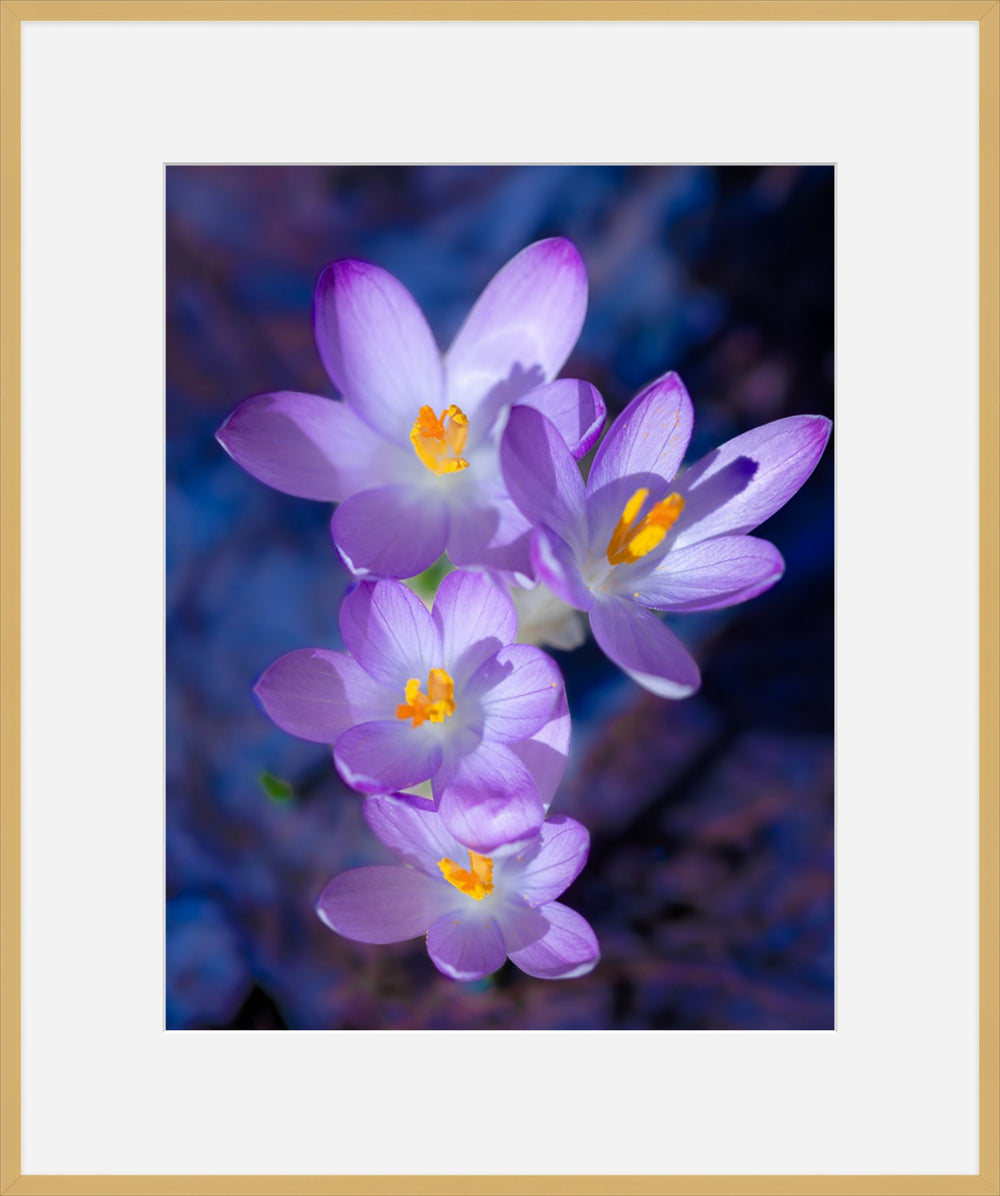 Spring has Sprung!