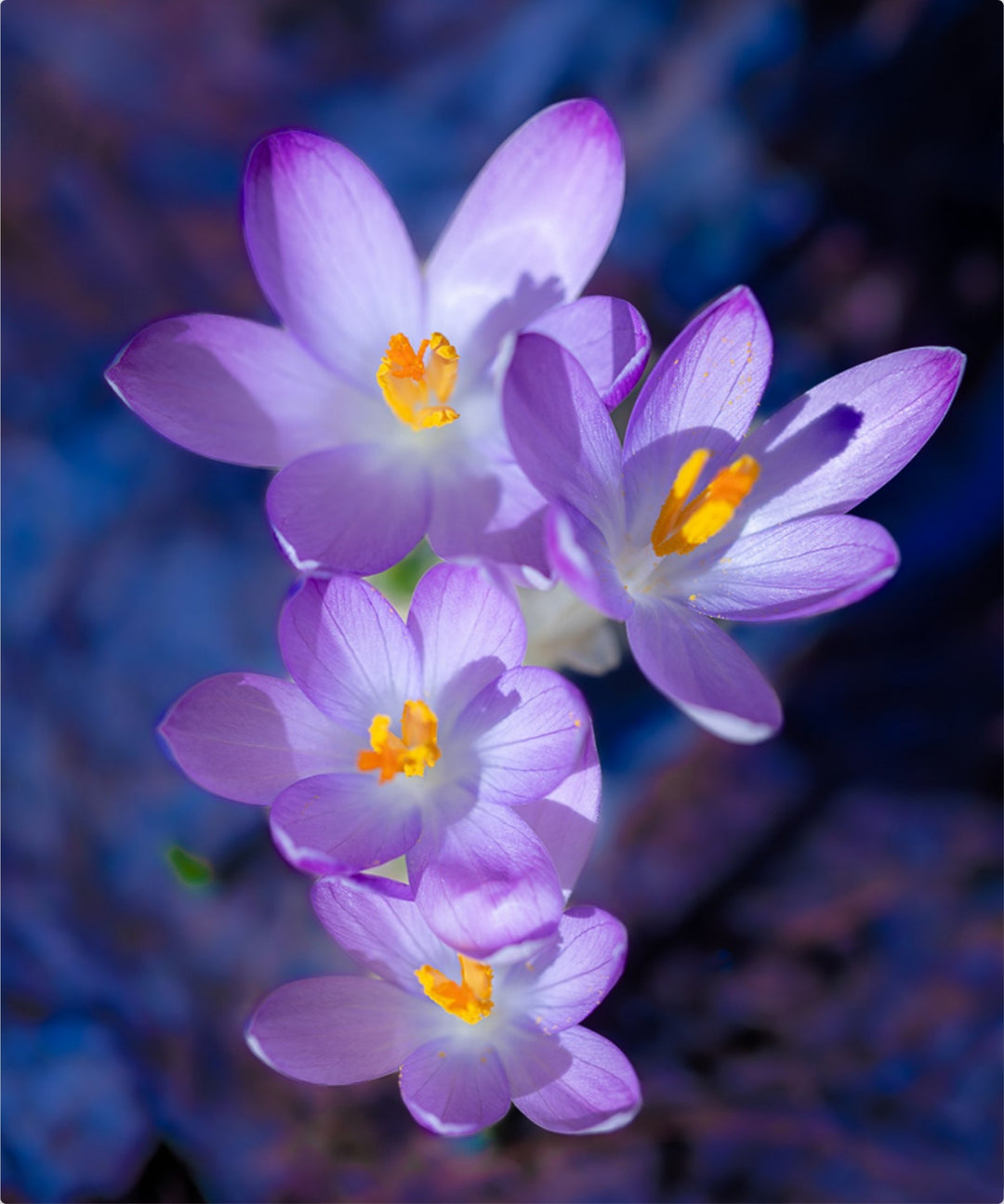 Spring has Sprung!
