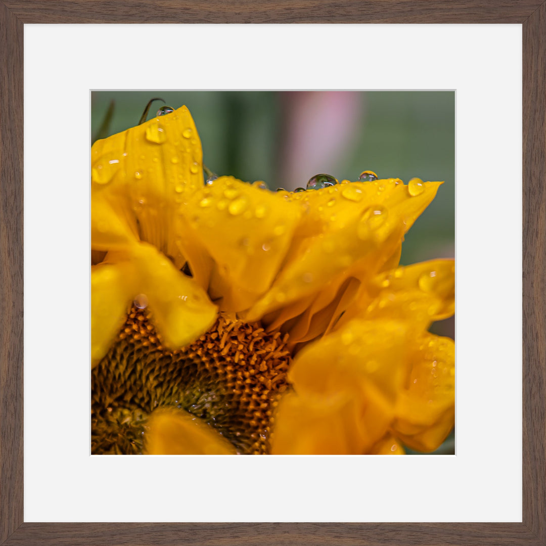 Sunflower after the rain