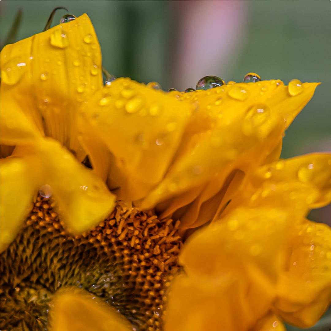 Sunflower after the rain