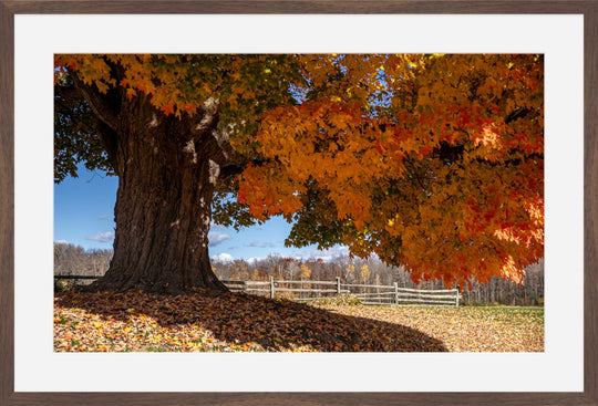 Vermont Maple in Fall