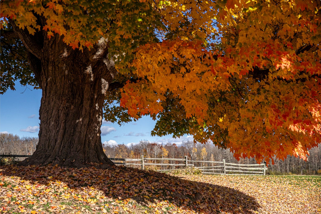 Vermont Maple in Fall
