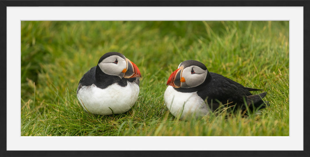 Pair of Puffins