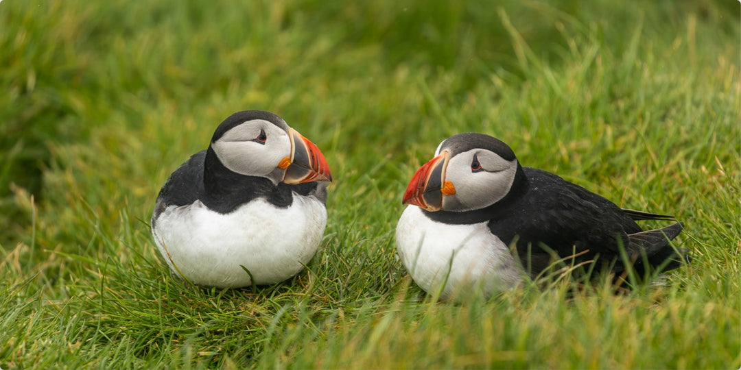 Pair of Puffins