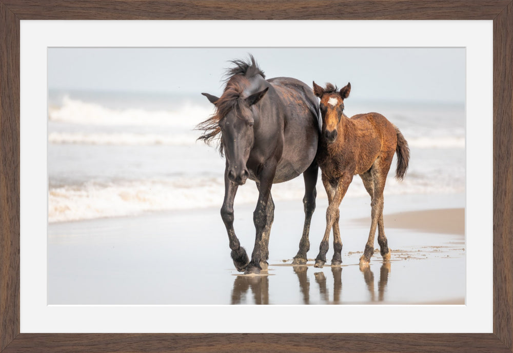 Banker Horses
