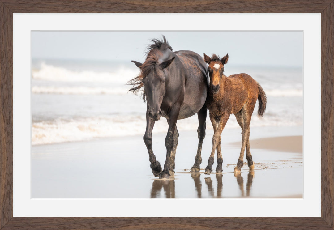 Banker Horses