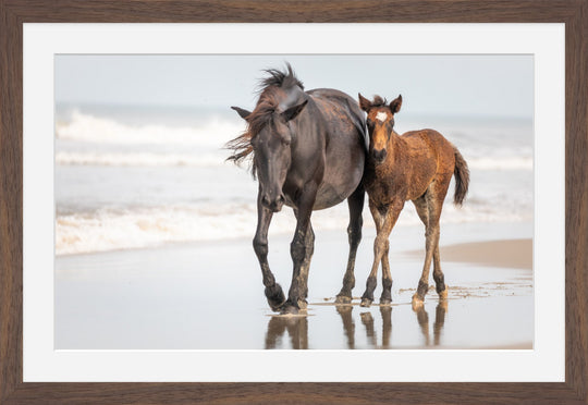 Banker Horses