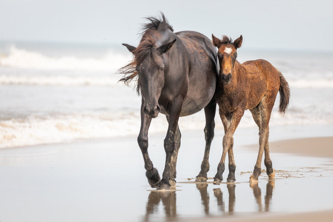 Banker Horses