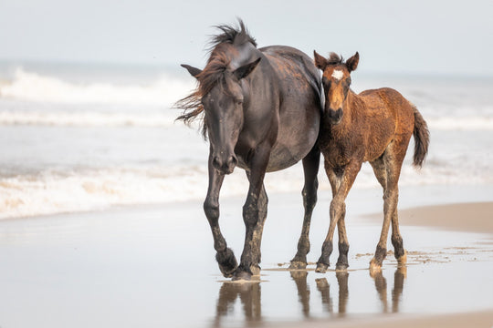 Banker Horses