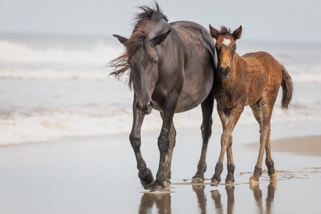 Banker Horses