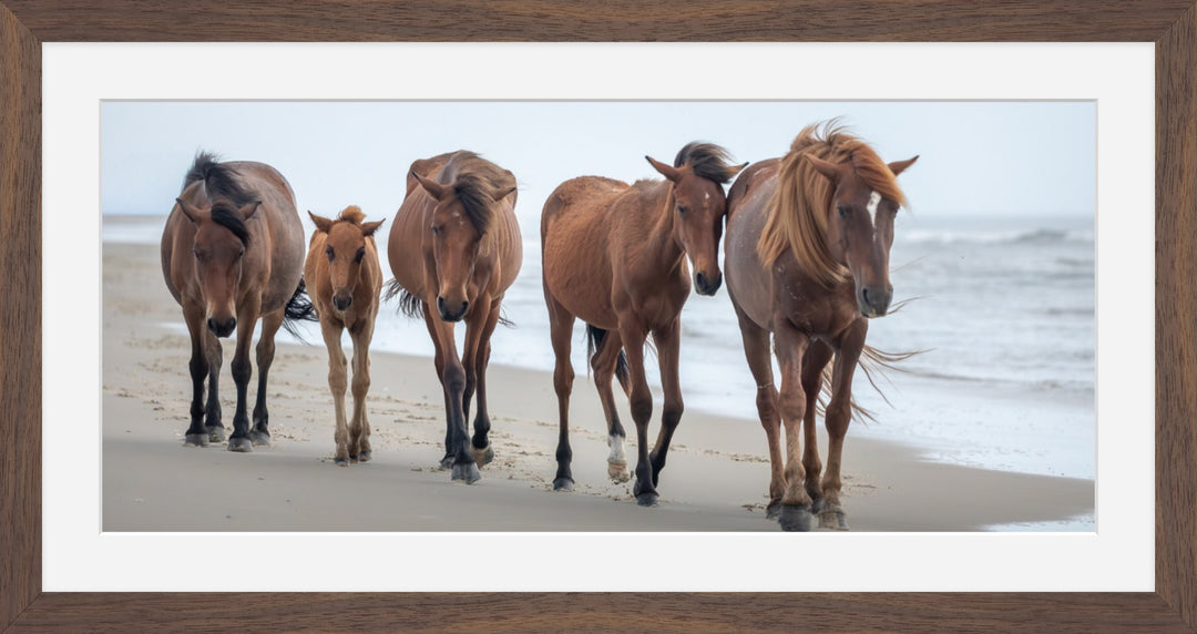 Corolla Wild Horses