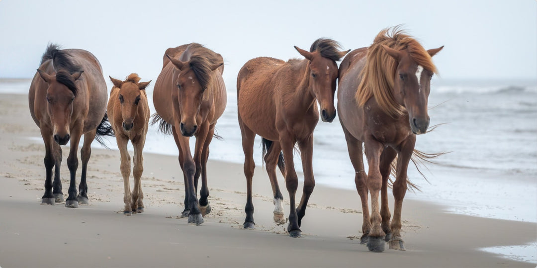 Corolla Wild Horses