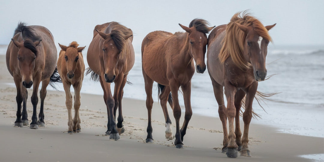 Corolla Wild Horses