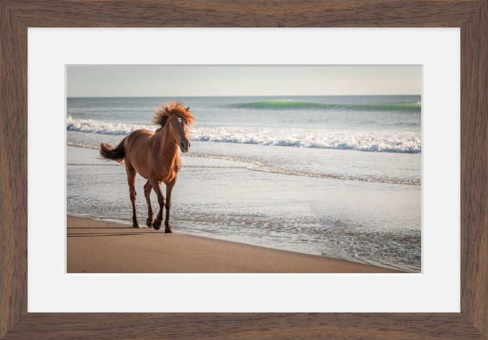Horse on Corolla Beach