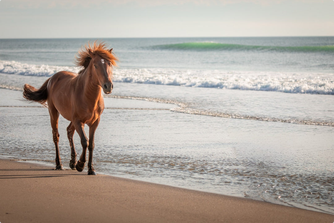 Horse on Corolla Beach