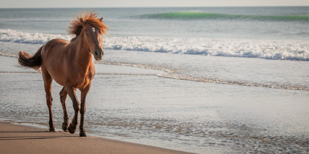 Horse on Corolla Beach