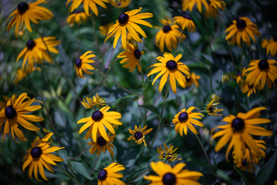 A Swirl of Yellow